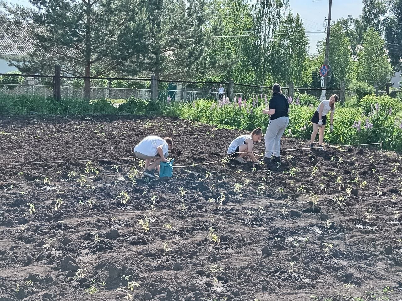 Трудовым работам на пришкольном участке.